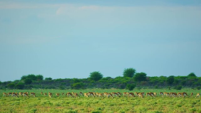 A wide angle shot of Springboks antelopes Grazing in Serengeti national park of tanzania.