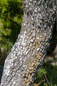 Canada, BC, Saltspring Island, Ruckle Park.  Close-up of the bark of a gary oak (Quercus garryana) tree on the shore of the Strait of Georgia.  
