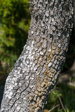 Canada, BC, Saltspring Island, Ruckle Park.  Close-up of the bark of a gary oak (Quercus garryana) tree on the shore of the Strait of Georgia.  