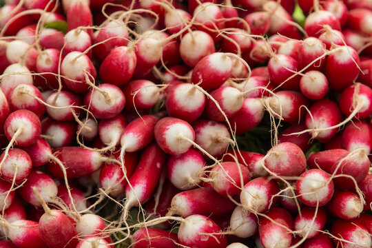Canada, BC, Saltspring Island, Ganges.  Close-up of a bunch of radishes at the Saltspring Farmers Market.