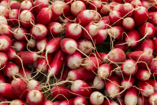 Canada, BC, Saltspring Island, Ganges.  Close-up of a bunch of radishes at the Saltspring Farmers Market.