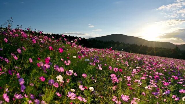 満開のコスモスと夕焼けのパノラマ
「秋の風に揺れる夕日に包まれたコスモス畑の輝き。」
西原村(萌の里)
A panorama of blooming cosmos and a sunset.
"The brilliance of the cosmos fields, enveloped in the setting sun as it sways in the autumn breeze."