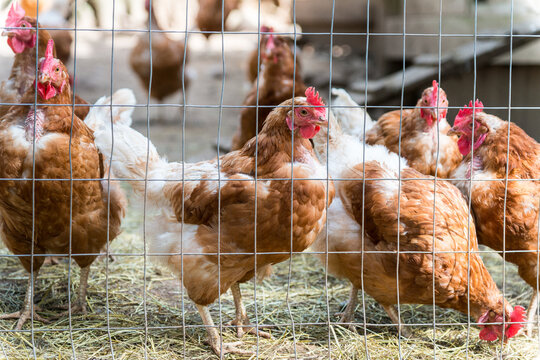 Canada, BC, Saltspring Island.  A flock of hens behind wire fencing.