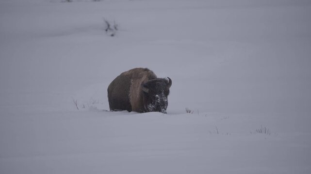 Rack focus to bison in the snow 