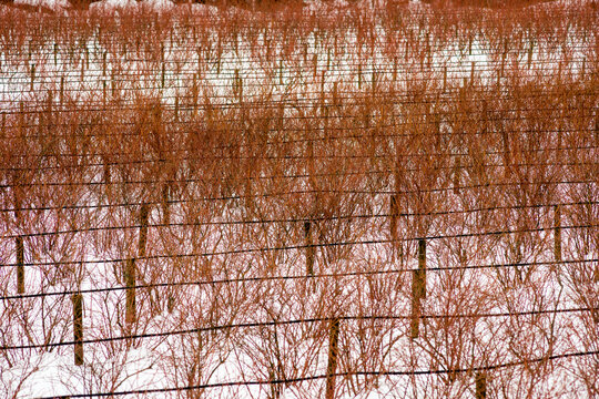 Canada, BC, Abbotsford.  Farm fields with blueberry bushes dormant in the winter.  Snow covers the ground.