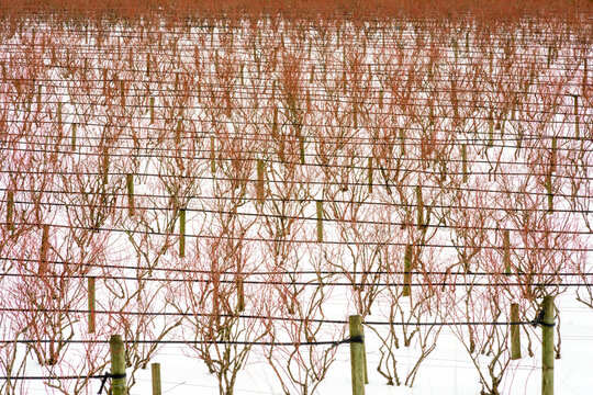 Canada, BC, Abbotsford.  Farm fields with blueberry bushes dormant in the winter.  Snow covers the ground.