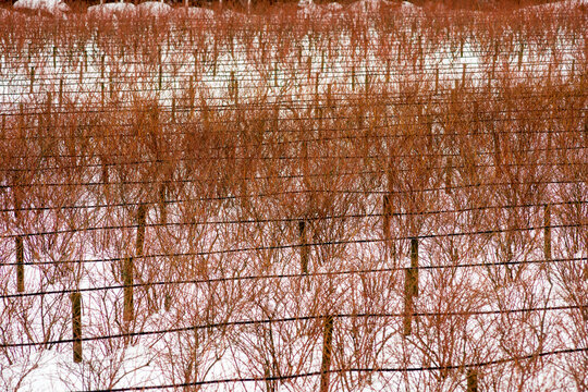 Canada, BC, Abbotsford.  Farm fields with blueberry bushes dormant in the winter.  Snow covers the ground.