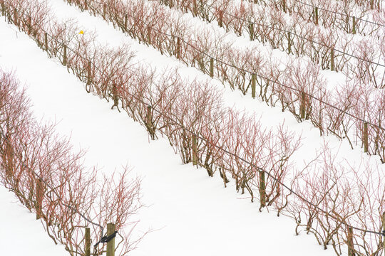 Canada, BC, Abbotsford.  Farm fields with blueberry bushes dormant in the winter.  Snow covers the ground.
