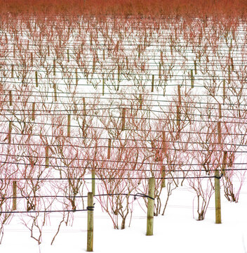 Canada, BC, Abbotsford.  Farm fields with blueberry bushes dormant in the winter.  Snow covers the ground.