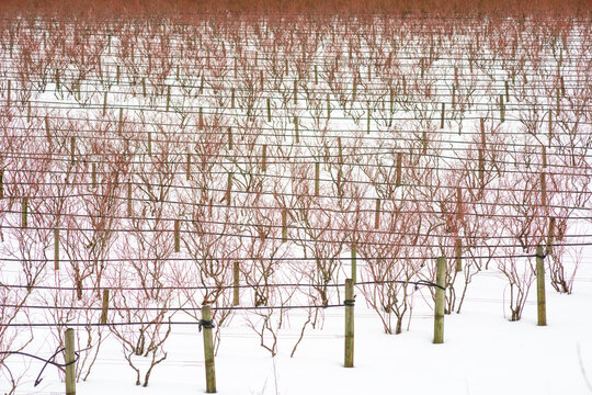Canada, BC, Abbotsford.  Farm fields with blueberry bushes dormant in the winter.  Snow covers the ground.