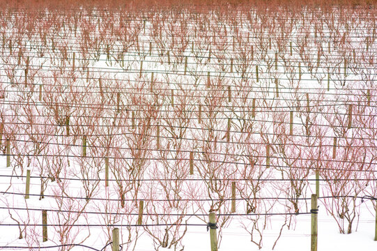 Canada, BC, Abbotsford.  Farm fields with blueberry bushes dormant in the winter.  Snow covers the ground.