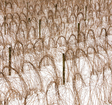 Canada, BC, Abbotsford.  Farm fields with raspberry canes tied up for the winter.  Snow covers the ground.