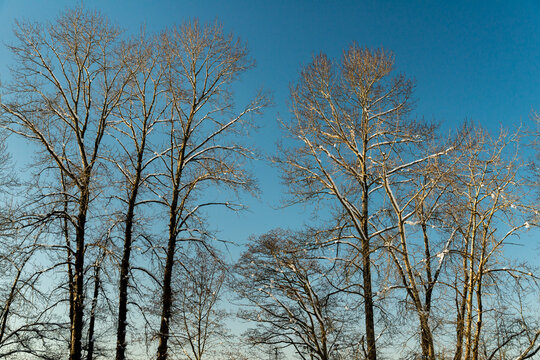 Canada, BC, Delta. Cottonwood trees, dusted with snow at Deas Island Park