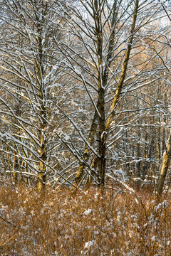 Canada, BC, Delta. Snow covered trees at Deas Island Park