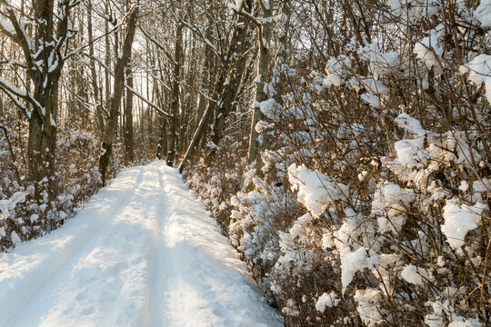 Canada, BC, Delta. Snow covered trail at Deas Island Park