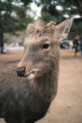 Fototapeta premium Wildlife in an Urban Park: Deer in Harmony