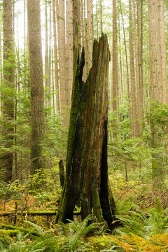Canada, BC, Vancouver.  The remains of a long-dead tree stump, in the west coast temperate rainforest at Pacific Spirit Park.  Near the University of British Columbia.