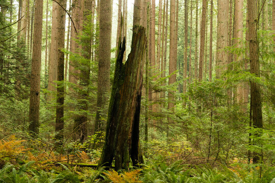 Canada, BC, Vancouver.  The remains of a long-dead tree stump, in the west coast temperate rainforest at Pacific Spirit Park.  Near the University of British Columbia.