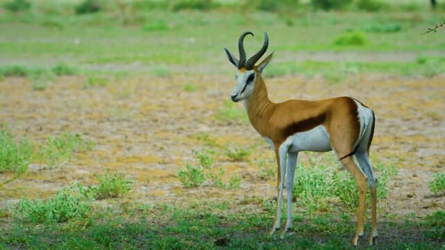 Springbok Antelope Standing On Savanna In Central Kalahari Game Reserve, Botswana. 