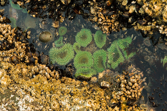 USA, Washington State, Olympic Peninsula.  Sea anemones in tide pool in the Olympic National Park.  Intertidal zone on the Pacific Coast 