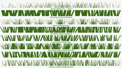 Obraz premium Collection of green grass patterns and textures for design.