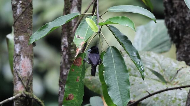The blue-billed malimbe or Gray's malimbe (Malimbus nitens) is a species of bird in the family Ploceidae. This photo was taken in Ankasa National Park, Ghana.