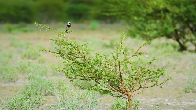 The capped wheatear (Oenanthe pileata ) is a small insectivorous passerine bird that was formerly classed as a member of the thrush family Turdoide.