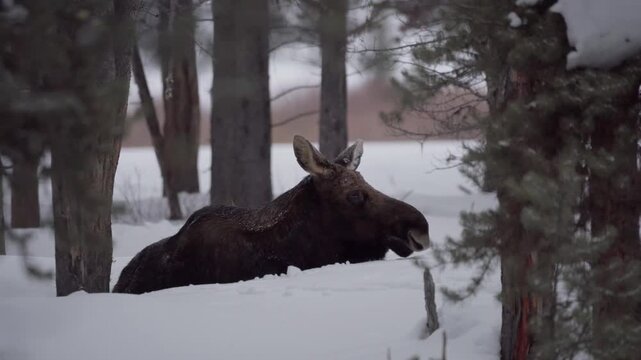 Moose chewing cud in the snow 