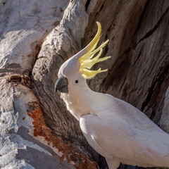 Inquisitive cockatoo © Warren