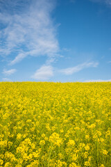 Obraz premium 菜の花