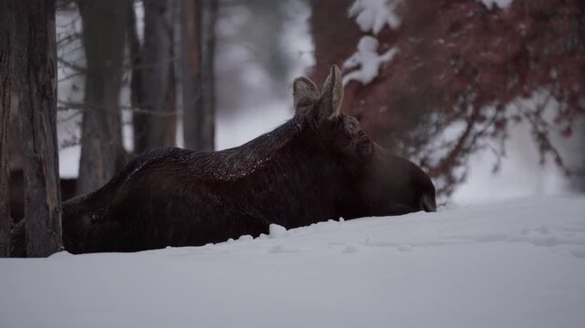Rack focus to moose laying in the snow 