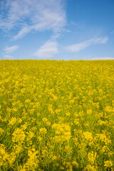 Obraz premium 菜の花