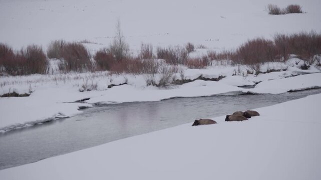 Four bison laying in snow by the river 
