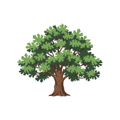 A stylized illustration of a mature deciduous tree with a thick, textured trunk, spreading branches, and a dense canopy of green, lobed leaves against a white background.