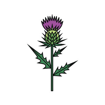 A stylized illustration of a purple thistle flower with green spiky leaves and stem, set against a white background. It's a national emblem of Scotland.