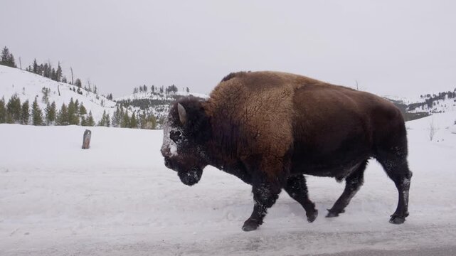 Walking with big bison on road winter 