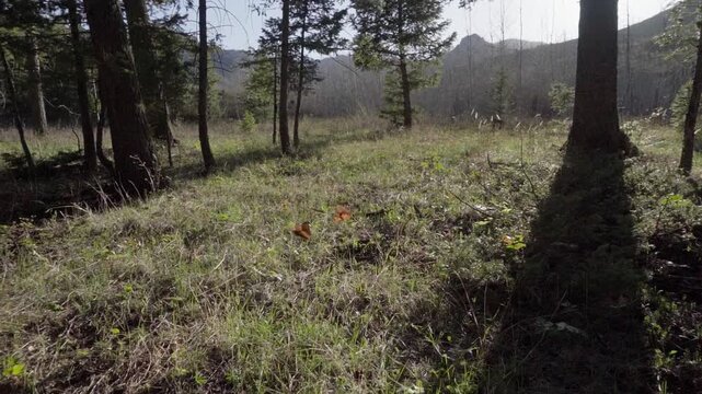 Butterflies flying in slow motion 