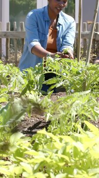 Vertical video: Camera rising woman in denim lifting seedling from pot showing planting in bed