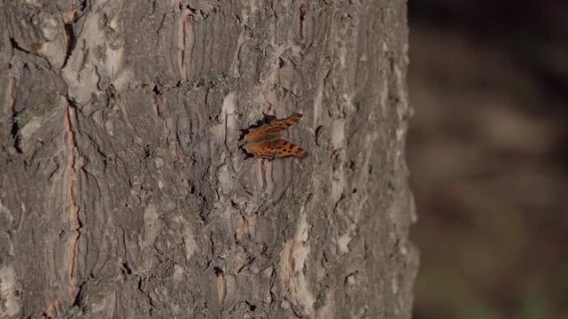 Butterfly on tree bark moving wings 