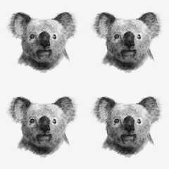 コアラ　水彩 © 太喜 伊藤