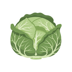 Naklejka premium An illustration of a whole, round green cabbage with visible leafy layers, set against a plain white background.