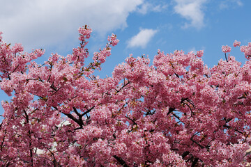 青空と桜