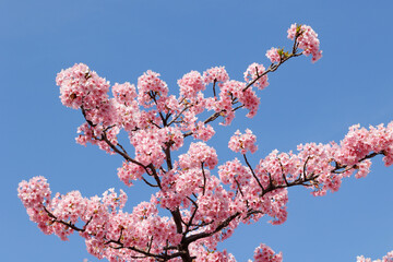 青空と桜