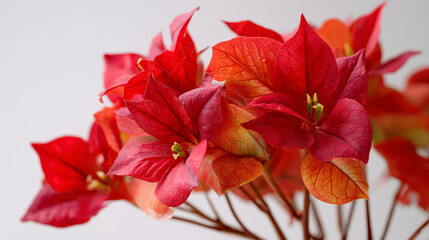 Fototapeta premium Close up of beautiful red bougainvillea flowers floral arrangement nature photography art print home decor