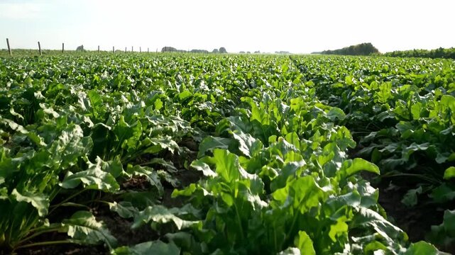 Lush green sugar beet field shown in a composite view from detailed close up to a wide landscape. Healthy crops growing in rows for sustainable agriculture and food production