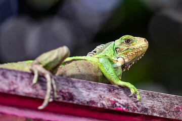 Fototapeta premium Young green iguana on wood, close-up of scales and eye, tropical wildlife in French Guiana, South America.