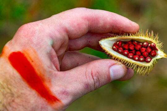 Hand holding annatto seeds (Bixa orellana) with red pigment stain on skin, natural dye from French Guiana