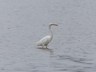 Obraz premium Eastern Great Egret (Ardea alba modesta) standing in water