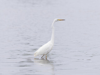 Obraz premium Eastern Great Egret (Ardea alba modesta) standing in water