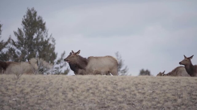 Herd of cow elk 